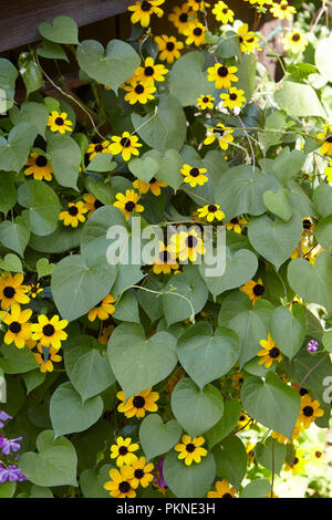 Wilde Blumen wachsen auf einem Garten Wand. Stockfoto