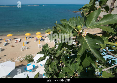 Feigenbaum am Strand von Castellammare del Golfo auf Sizilien Stockfoto