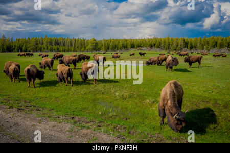 Herde Bisons grasen auf einem Feld mit Bergen und Bäumen im Hintergrund Stockfoto