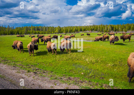 Herde Bisons grasen auf einem Feld mit Bergen und Bäumen im Hintergrund Stockfoto