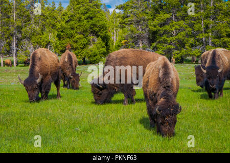 Einen Blick auf die Herde Bisons grasen auf einem Feld mit Bergen und Bäumen im Hintergrund Stockfoto