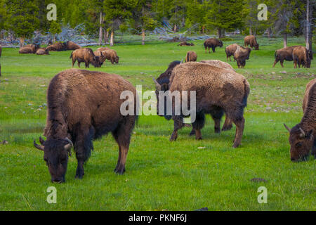 Einen Blick auf die Herde Bisons grasen auf einem Feld mit Bergen und Bäumen im Hintergrund Stockfoto