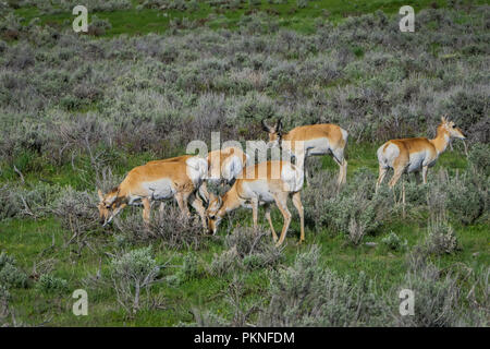 Im freien Blick auf White-tailed Familie Hirsche fressen Gras in den Yellowstone National Park Stockfoto