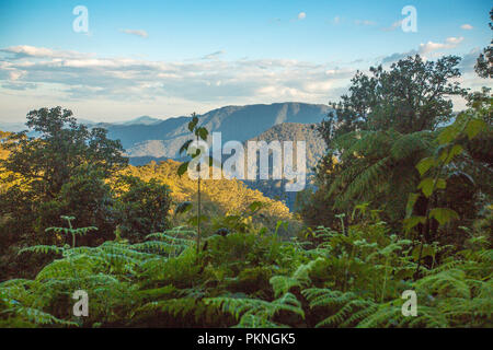 Blick auf steile, bewaldete Gipfel der Great Dividing Range steigen in den blauen Himmel in der Nähe von dorrigo im Norden von NSW Australien Stockfoto