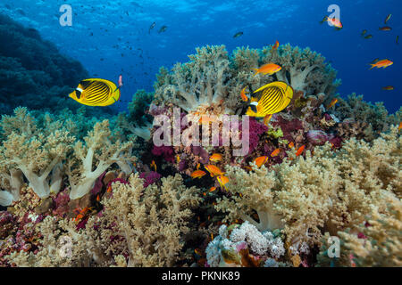 Red Sea Racoon Falterfische in Coral Reef, Chaetodon fasciatus, Brother Islands, Rotes Meer, Ägypten Stockfoto