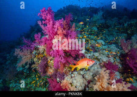 Longjawed Fischliste Haie bis Husaren in Coral Reef, Sargocentron spiniferum, Brother Islands, Rotes Meer, Ägypten Stockfoto