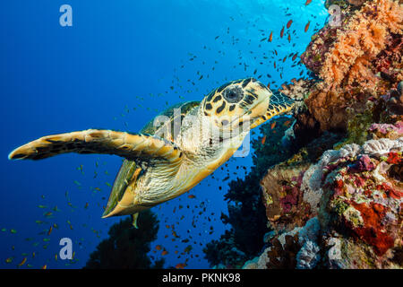 Hawksbill Sea Turtle, Eretmochelys imbricata, Brother Islands, Rotes Meer, Ägypten Stockfoto