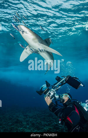 Scuba Diver und ozeanischen Weißspitzen Hai, Carcharhinus Longimanus, Brother Islands, Rotes Meer, Ägypten Stockfoto