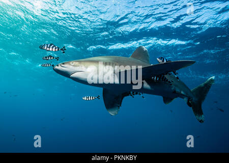 Ozeanische Weißspitzen Hai, Carcharhinus Longimanus, Brother Islands, Rotes Meer, Ägypten Stockfoto