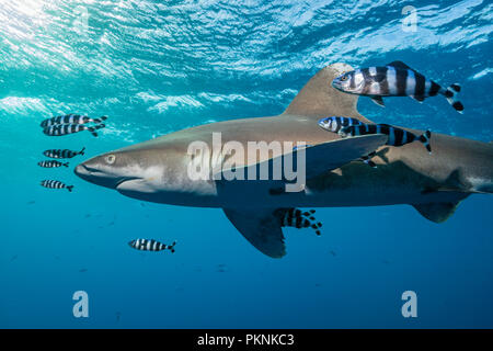 Ozeanische Weißspitzen Hai, Carcharhinus Longimanus, Brother Islands, Rotes Meer, Ägypten Stockfoto