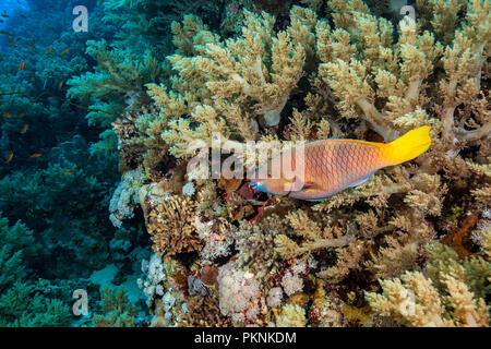 Rusty Papageienfische, Scarus Art, Brother Islands, Rotes Meer, Ägypten Stockfoto