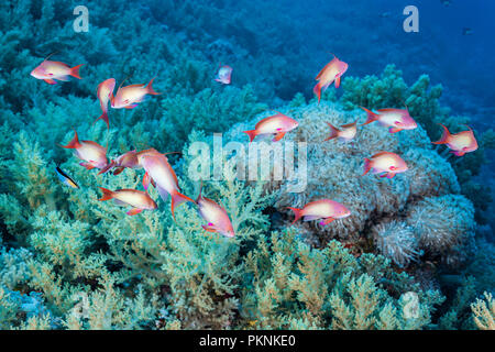 Bei lyretail Anthias, Pseudanthias squamipinnis Reinigungsstation, Brother Islands, Rotes Meer, Ägypten Stockfoto