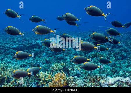 Schwarm von Orangespine Nasendoktorfisch, Naso lituratus, Giftun Island, Rotes Meer, Ägypten Stockfoto