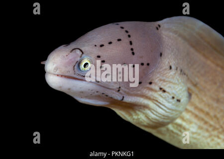 Portrait von Peppered Moray, Siderea grisea, Giftun Island, Rotes Meer, Ägypten Stockfoto