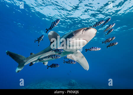 Ozeanische Weißspitzen Hai, Carcharhinus Longimanus, Brother Islands, Rotes Meer, Ägypten Stockfoto