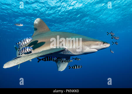 Ozeanische Weißspitzen Hai, Carcharhinus Longimanus, Brother Islands, Rotes Meer, Ägypten Stockfoto