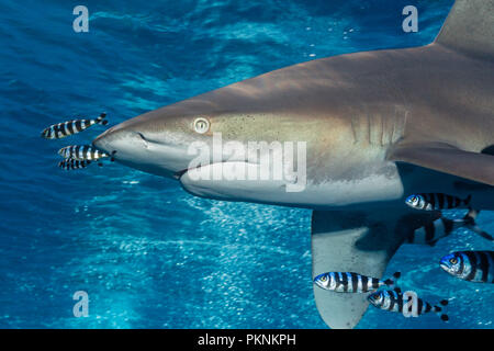 Oceanic Weißspitzen Hai, Carcharhinus Longimanus, Atlantik, Bahamas Stockfoto