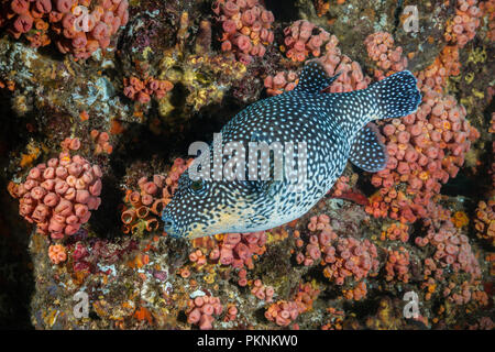 Perlhühner Kugelfisch, Arothron Meleagris, La Paz, Baja California Sur, Mexiko Stockfoto