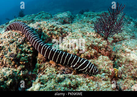 Zebra Moray Gymnomuraena Zebra, La Paz, Baja California Sur, Mexiko Stockfoto