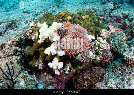 Panamic Dornenkrone Seesterne, Acanthaster ellisii, La Paz, Baja California Sur, Mexiko Stockfoto