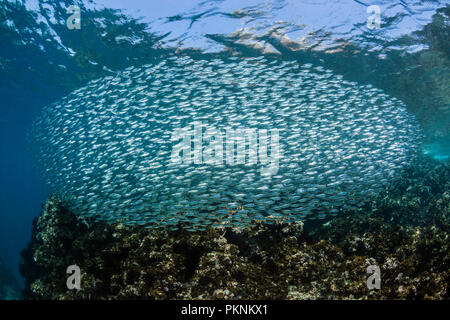 Shoal von Sardinen, sardinops Biographie <, La Paz, Baja California Sur, Mexiko Stockfoto