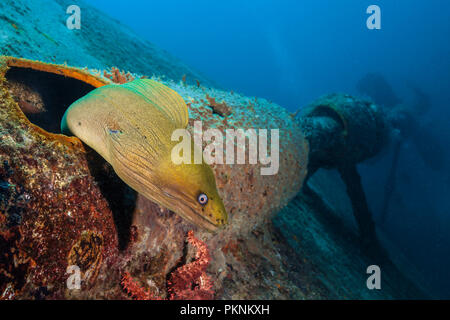 Panamic Grüne Muränen in Salvatierra Wrack, Gymnothorax castaneus, La Paz, Baja California Sur, Mexiko Stockfoto