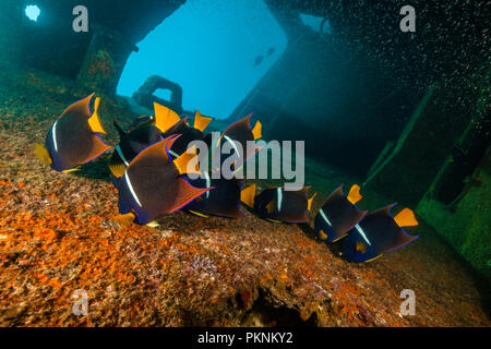 Cortez Kaiserfische an C-59 Wrack, holacanthus Passer, La Paz, Baja California Sur, Mexiko Stockfoto