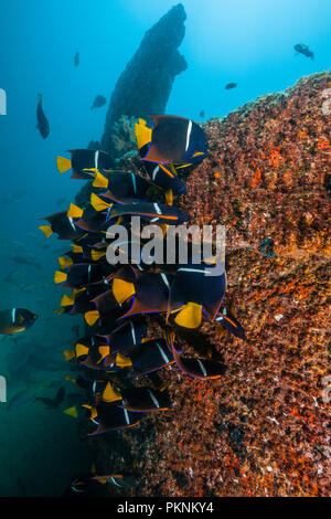 Cortez Kaiserfische an C-59 Wrack, holacanthus Passer, La Paz, Baja California Sur, Mexiko Stockfoto