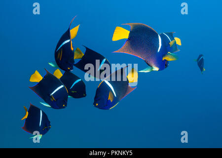 Cortez Kaiserfische, holacanthus Passer, La Paz, Baja California Sur, Mexiko Stockfoto