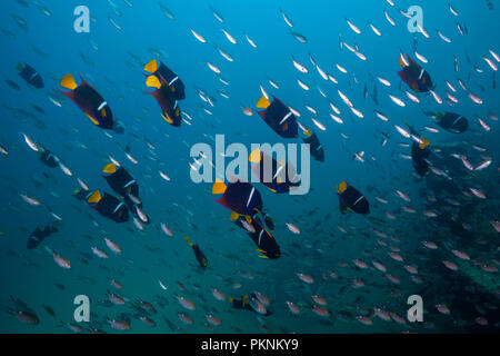 Cortez Kaiserfische, holacanthus Passer, La Paz, Baja California Sur, Mexiko Stockfoto