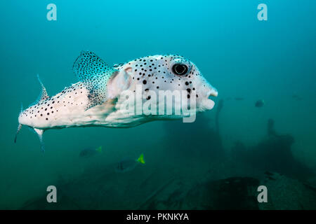 Star Puffer in Salvatierra Wrack, Arothron stellatus, La Paz, Baja California Sur, Mexiko Stockfoto