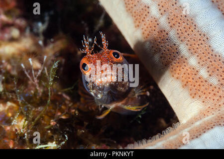 Browncheek Blenny, Acanthemblemaria crockeri, La Paz, Baja California Sur, Mexiko Stockfoto