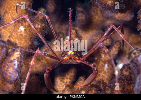 Panamic Pfeil Krabben, Stenorhynchus debilis, La Paz, Baja California Sur, Mexiko Stockfoto