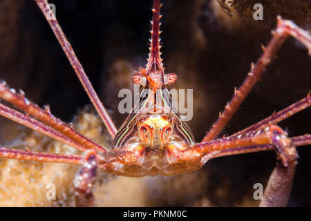 Panamic Pfeil Krabben, Stenorhynchus debilis, La Paz, Baja California Sur, Mexiko Stockfoto