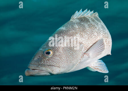 Golf Grouper, Mycteroperca jordani, Cabo Pulmo, Baja California Sur, Mexiko Stockfoto