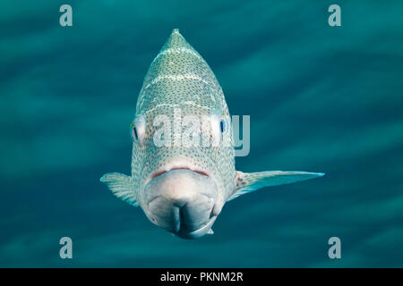 Golf Grouper, Mycteroperca jordani, Cabo Pulmo, Baja California Sur, Mexiko Stockfoto