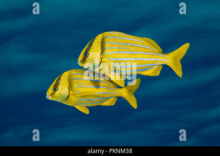 Schwarm von Panamic, Porkfish Anisotremus taeniatus, Cabo Pulmo, Baja California Sur, Mexiko Stockfoto