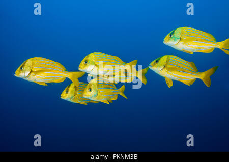 Schwarm von Panamic, Porkfish Anisotremus taeniatus, Cabo Pulmo, Baja California Sur, Mexiko Stockfoto