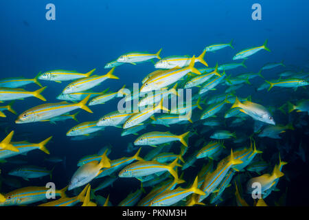 Mexikanische Goatfishes, Mulloidichthys dentatus, Cabo Pulmo, Baja California Sur, Mexiko Stockfoto