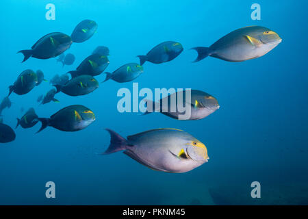 Schwarm von Gelbflossenthun Doktorfische, Acanthurus xanthopterus, Cabo Pulmo, Baja California Sur, Mexiko Stockfoto