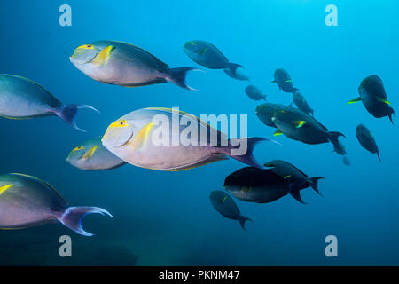 Schwarm von Gelbflossenthun Doktorfische, Acanthurus xanthopterus, Cabo Pulmo, Baja California Sur, Mexiko Stockfoto