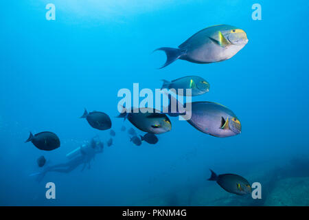 Schwarm von Gelbflossenthun Doktorfische, Acanthurus xanthopterus, Cabo Pulmo, Baja California Sur, Mexiko Stockfoto