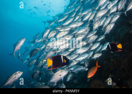 Cortez Kaiserfische und Schwarm von Großaugen Makrelen, holacanthus Passer, Cabo Pulmo, Baja California Sur, Mexiko Stockfoto