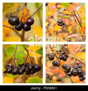 Herbst Collage mit verschiedenen Herbst Bilder von Aronia Stockfoto