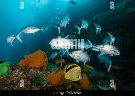 Großaugen Makrelen und Barberfishes, Caranx sexfasciatus, Cabo Pulmo, Baja California Sur, Mexiko Stockfoto