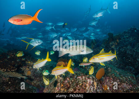 Mexikanische Goatfishes, Mulloidichthys dentatus, Cabo Pulmo, Baja California Sur, Mexiko Stockfoto