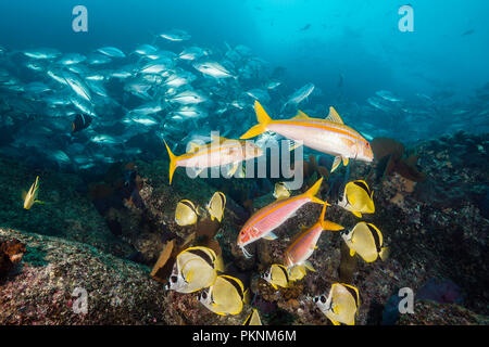 Mexikanische Goatfishes, Mulloidichthys dentatus, Cabo Pulmo, Baja California Sur, Mexiko Stockfoto