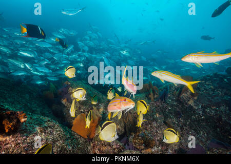 Mexikanische Goatfishes, Mulloidichthys dentatus, Cabo Pulmo, Baja California Sur, Mexiko Stockfoto