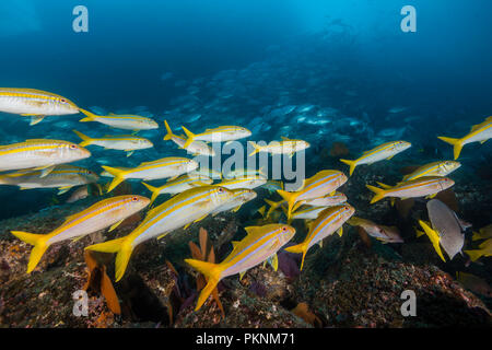 Mexikanische Goatfishes, Mulloidichthys dentatus, Cabo Pulmo, Baja California Sur, Mexiko Stockfoto