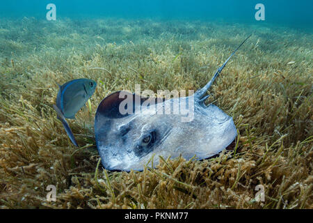 Stachelrochen auf Seegras, Dasyatis americana, Akumal und Tulum, Mexiko Stockfoto